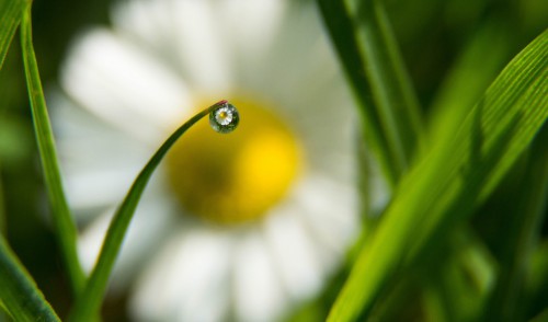 Through a water droplet, Powys, Wales