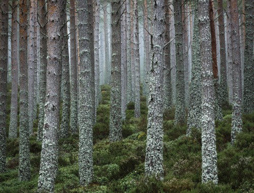 United they stand, Glenmore Forest, Cairngorm National Park, Scotland