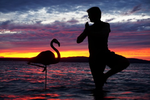 John_Marshall_03_the_flamingo