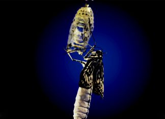 Megdöbbentően szép time-lapse egy lepke kifejlődéséről