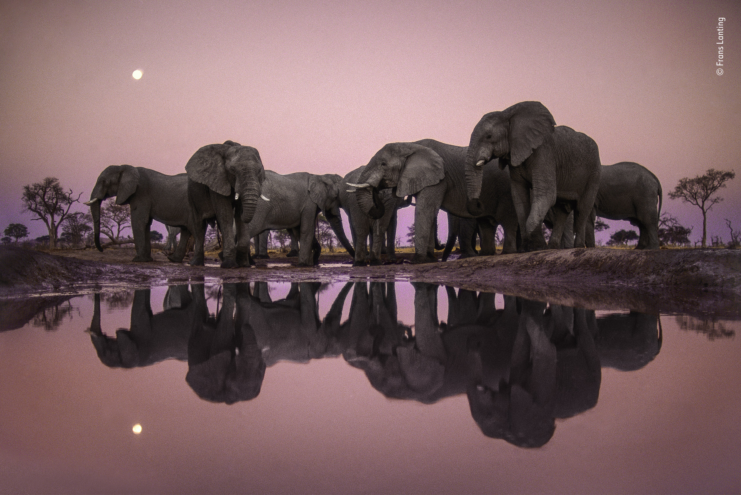 Дикая природа планеты. Парк Чобе Ботсвана. Фотограф Франс Лантинг. Слоны в природе. Слоны на водопое.