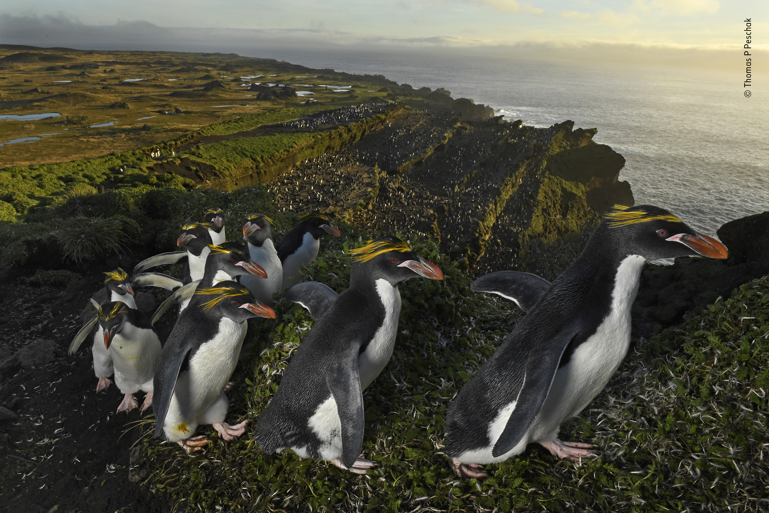 Где есть пингвины. Субантарктические острова новой Зеландии. Остров Маккуори субантарктические острова. Новозеландские субантарктические острова новая Зеландия. Остров Маккуори пингвины.